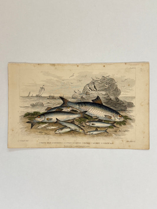 Plate 66 - Shad, Herrings, White Bait - Earth and Animated Nature by Oliver Goldsmith Engraving
