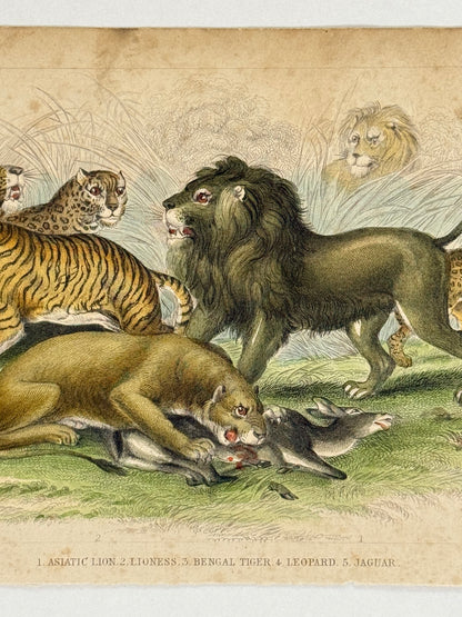 Plate 39 - Asiatic Lion, Lioness, Bengal - Earth and Animated Nature by Oliver Goldsmith Engraving