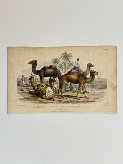 Plate 47 - Camels - Earth and Animated Nature by Oliver Goldsmith Engraving