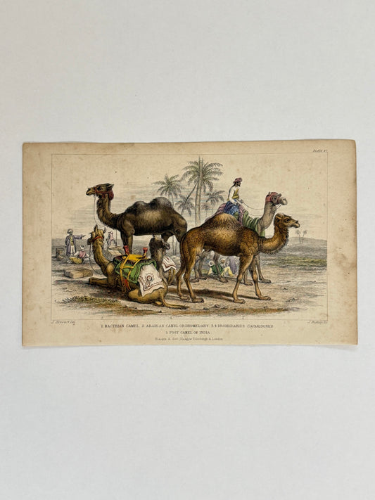 Plate 47 - Camels - Earth and Animated Nature by Oliver Goldsmith Engraving