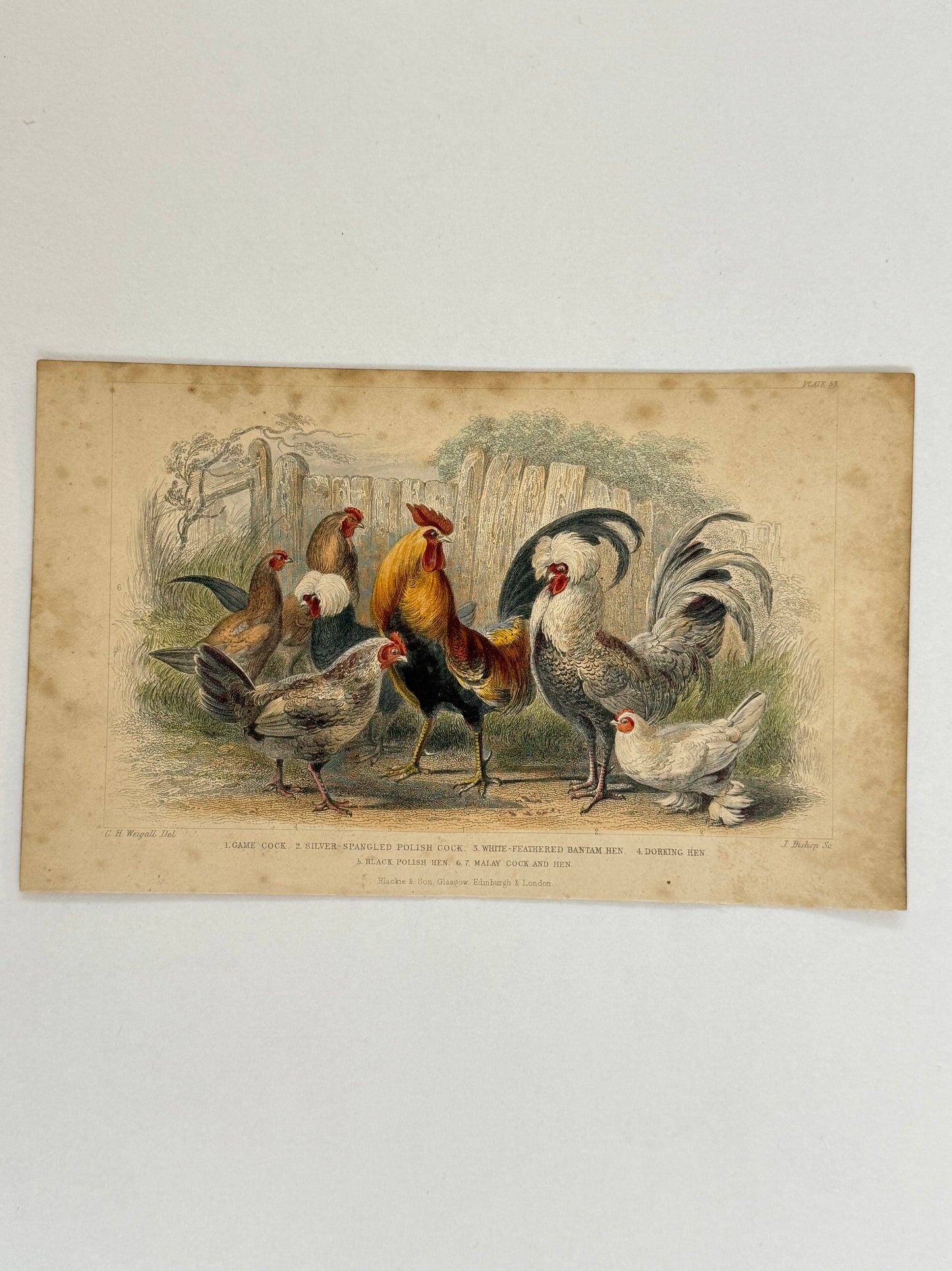 Plate 53 - Cocks and Hens - Earth and Animated Nature by Oliver Goldsmith Engraving