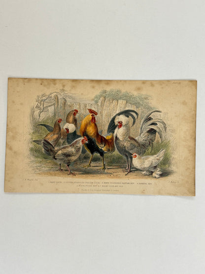 Plate 53 - Cocks and Hens - Earth and Animated Nature by Oliver Goldsmith Engraving
