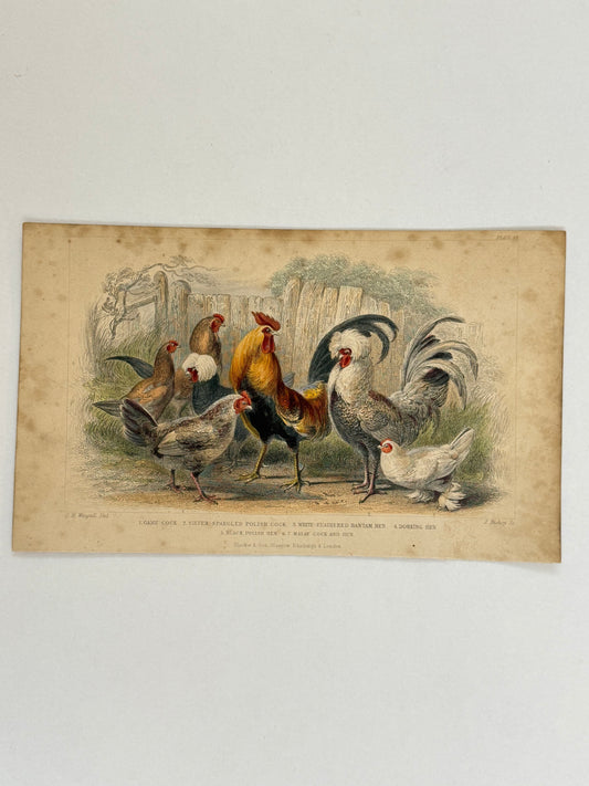 Plate 53 - Cocks and Hens - Earth and Animated Nature by Oliver Goldsmith Engraving