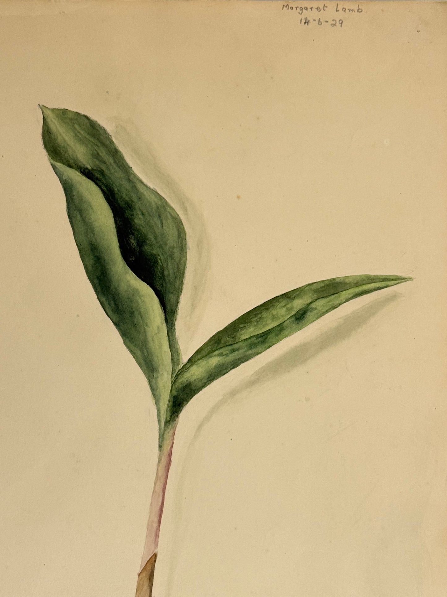 Wild Leek -MARGARET LAMB | 1929