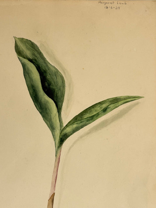 Wild Leek -MARGARET LAMB | 1929