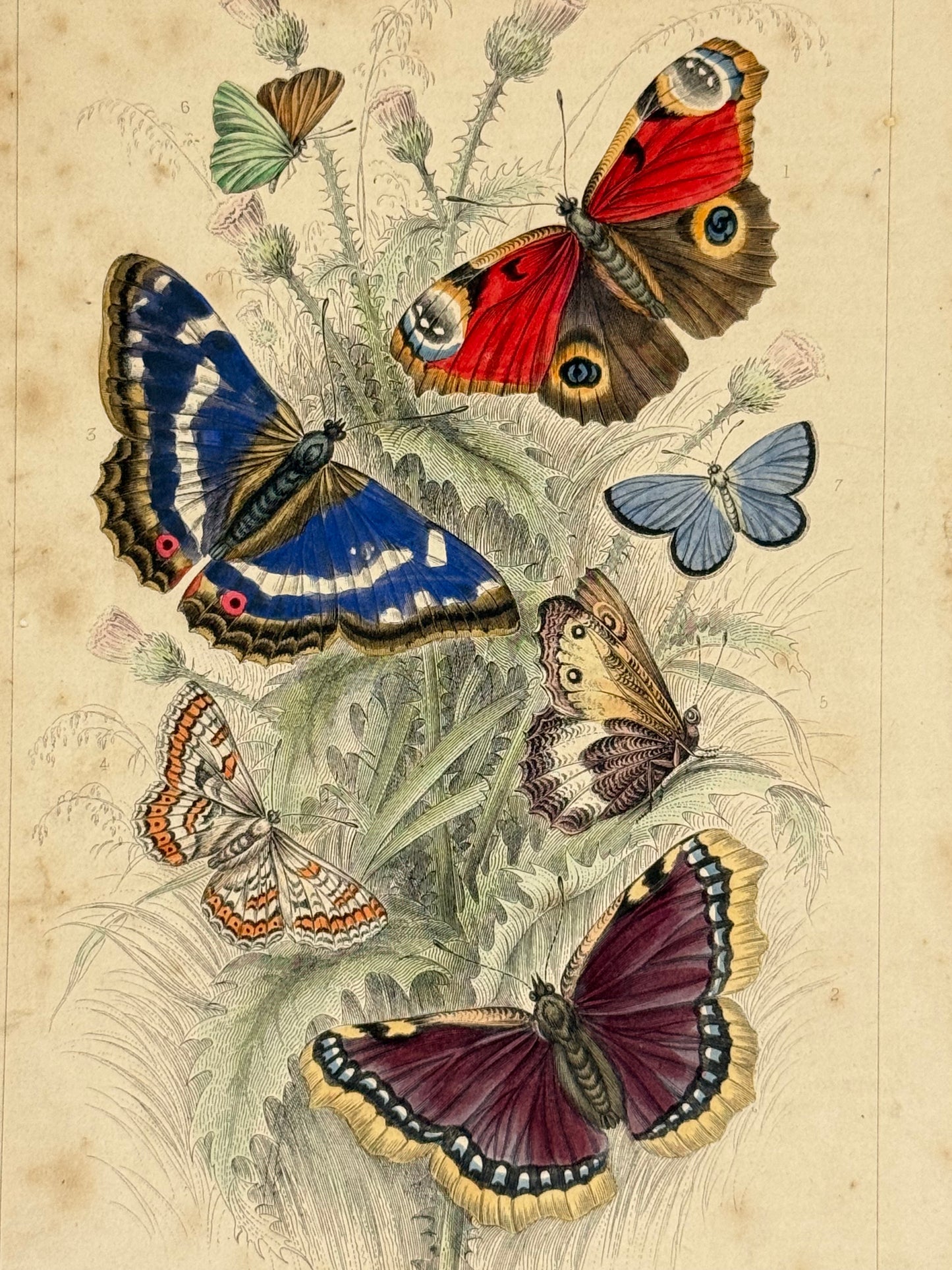 Plate 69 - Peacock Butterfly, Camberwell Beauty, Purple Emperor - Earth and Animated Nature by Oliver Goldsmith Engraving