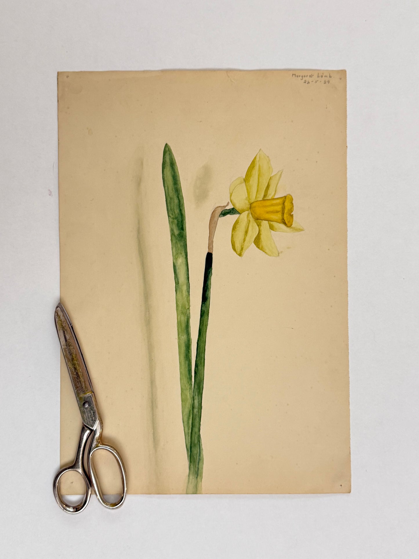 Daffodil -MARGARET LAMB | 1929