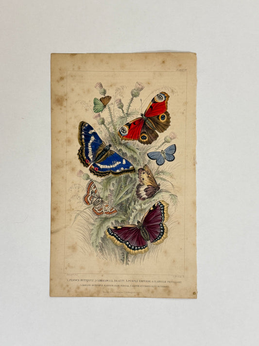 Plate 69 - Peacock Butterfly, Camberwell Beauty, Purple Emperor - Earth and Animated Nature by Oliver Goldsmith Engraving