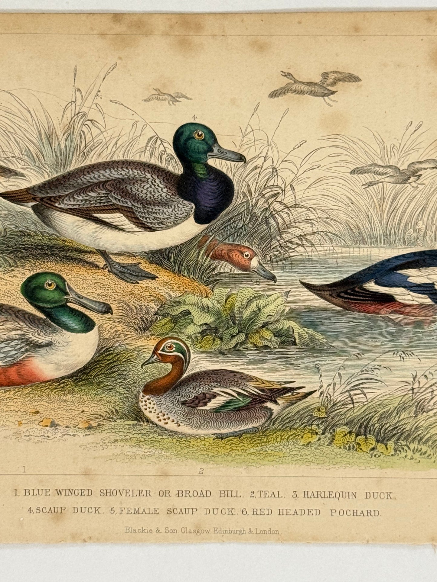 Plate 64 - Teal, Duck, Pochard - Earth and Animated Nature by Oliver Goldsmith Engraving