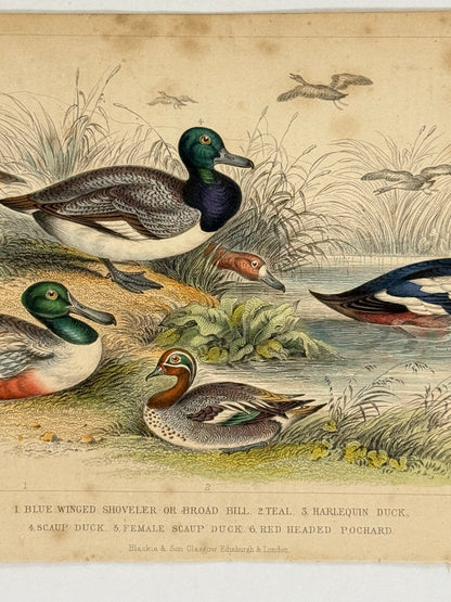 Plate 64 - Teal, Duck, Pochard - Earth and Animated Nature by Oliver Goldsmith Engraving