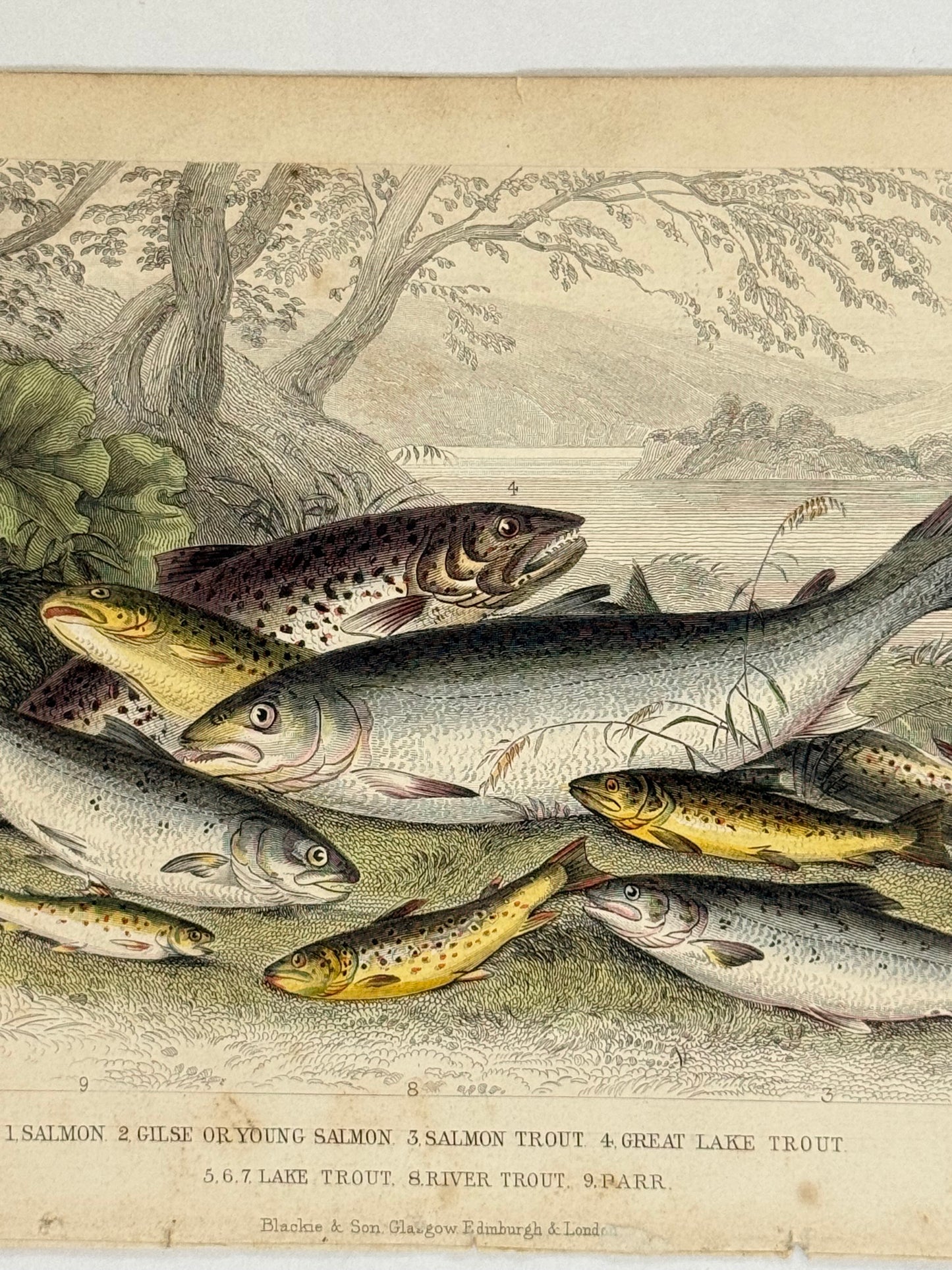 Plate 65 - Salmon, Trout, Parr - Earth and Animated Nature by Oliver Goldsmith Engraving