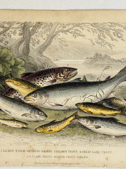 Plate 65 - Salmon, Trout, Parr - Earth and Animated Nature by Oliver Goldsmith Engraving