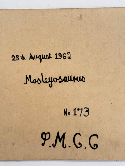 No. 173 Mosleyosaurus - PETER CROTTY, British | 1943-present