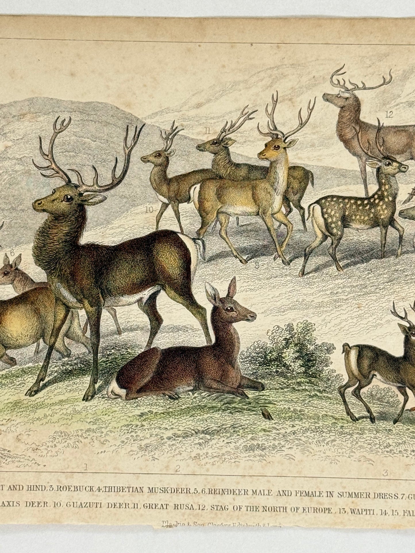 Plate 37 - Deer, Stag, Buck, Roe - Earth and Animated Nature by Oliver Goldsmith Engraving