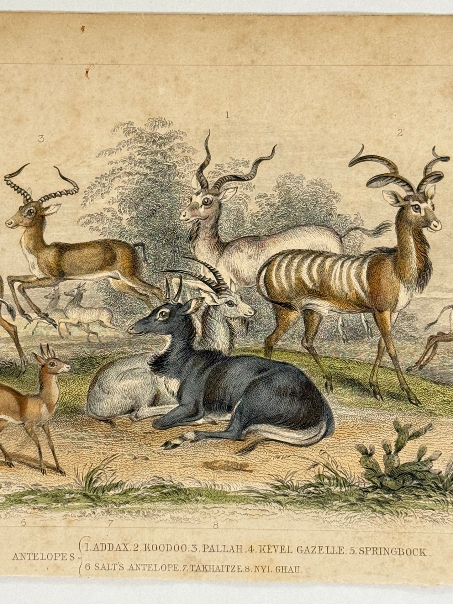 Plate 36 - Antelopes - Earth and Animated Nature by Oliver Goldsmith Engraving