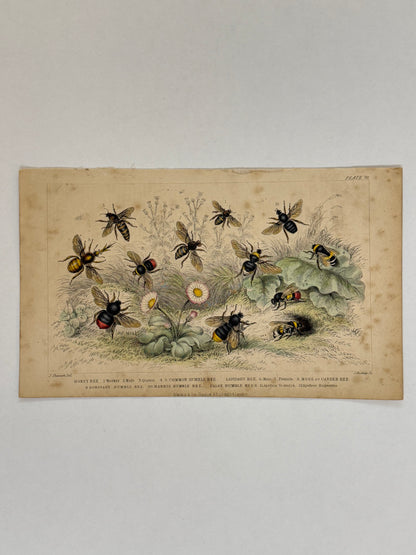 Plate 70 - Honey Bee, Humble Bee, Lapidary Bee - Earth and Animated Nature by Oliver Goldsmith Engraving