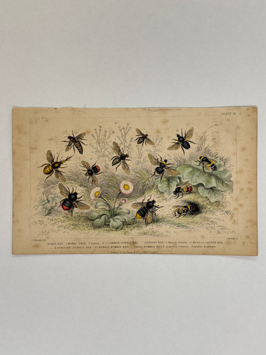 Plate 70 - Honey Bee, Humble Bee, Lapidary Bee - Earth and Animated Nature by Oliver Goldsmith Engraving