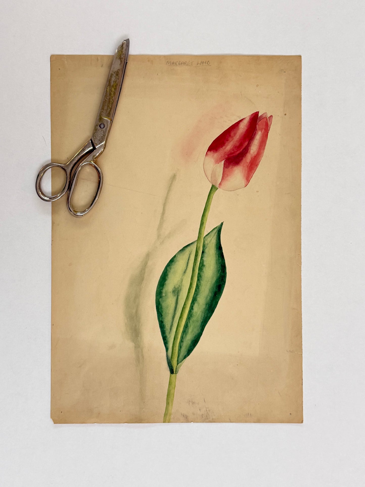 Tulip -MARGARET LAMB