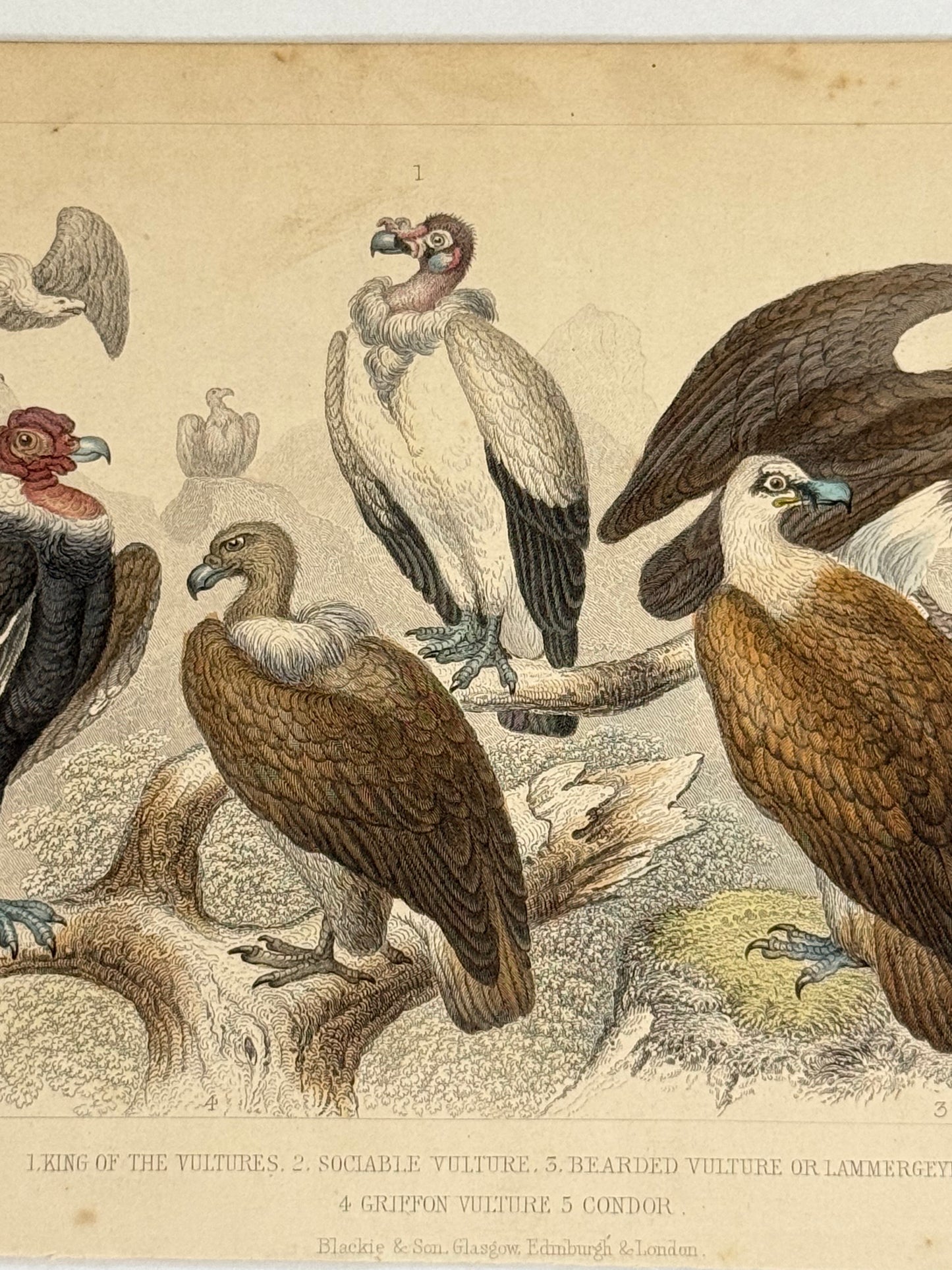 Plate 51 - Vultures and Condor - Earth and Animated Nature by Oliver Goldsmith Engraving