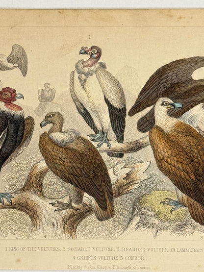 Plate 51 - Vultures and Condor - Earth and Animated Nature by Oliver Goldsmith Engraving