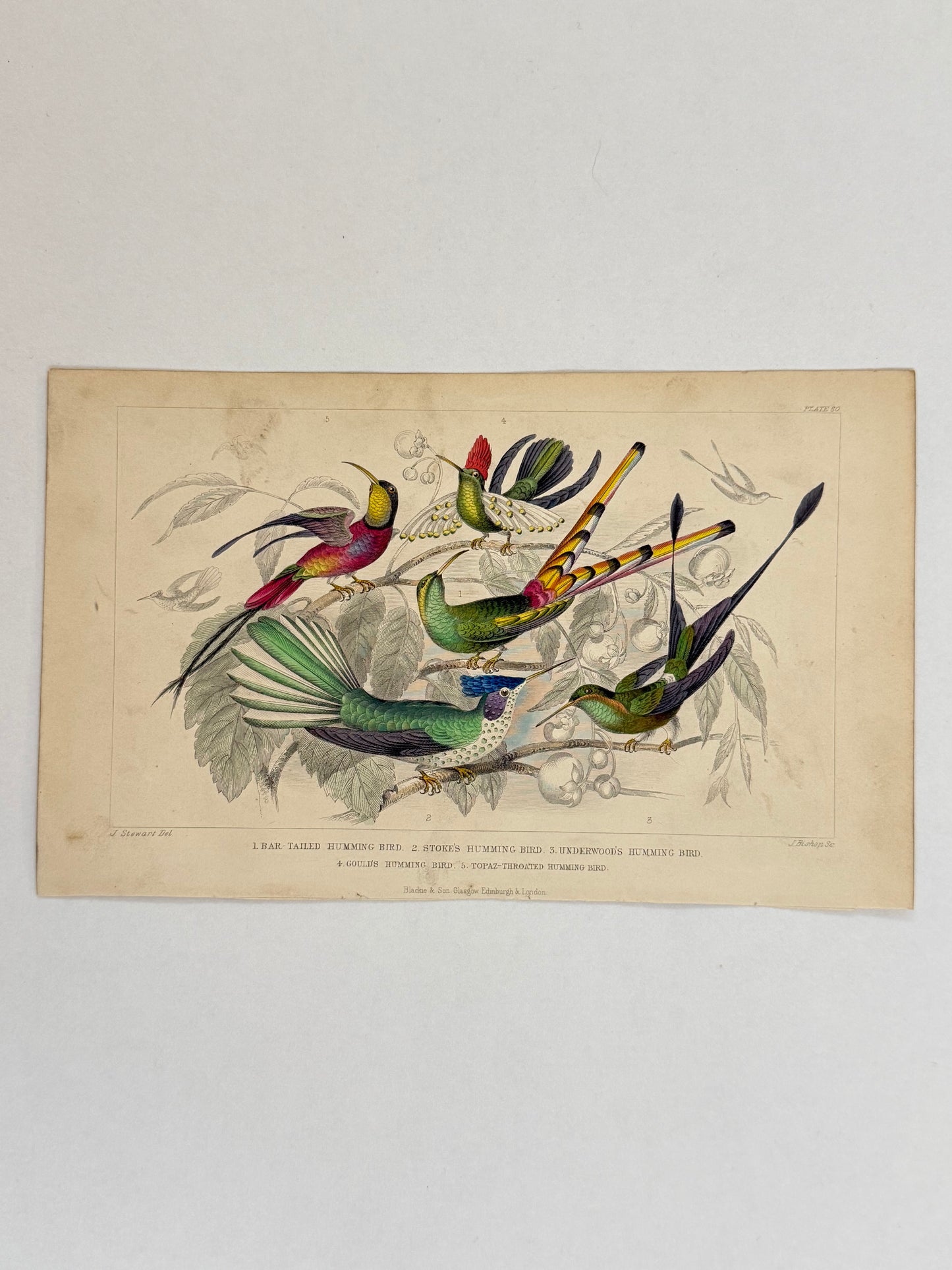 Plate 60 - Humming Birds - Earth and Animated Nature by Oliver Goldsmith Engraving