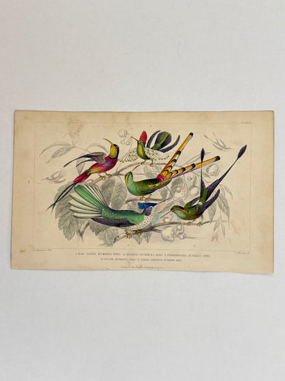 Plate 60 - Humming Birds - Earth and Animated Nature by Oliver Goldsmith Engraving
