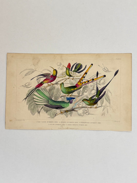 Plate 60 - Humming Birds - Earth and Animated Nature by Oliver Goldsmith Engraving