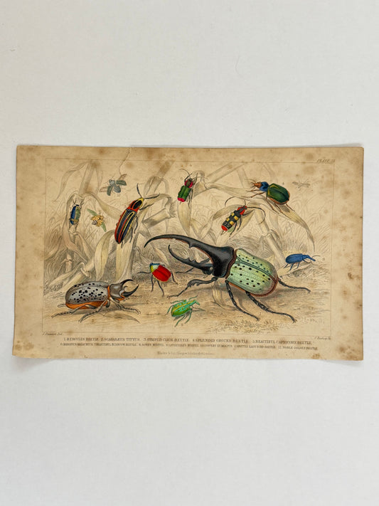 Plate 71 - Beetles - Earth and Animated Nature by Oliver Goldsmith Engraving