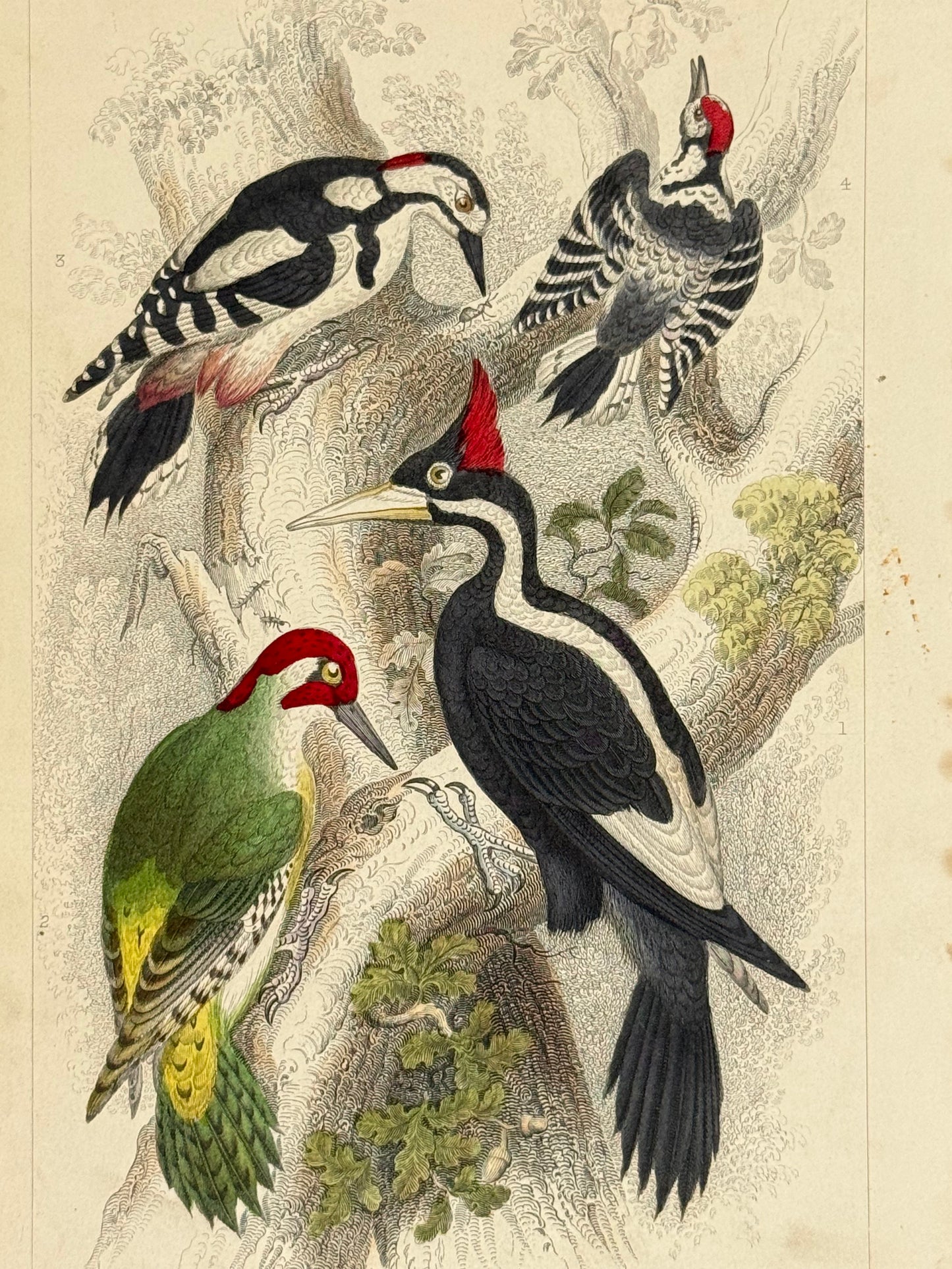 Plate 57 - Woodpeckers - Earth and Animated Nature by Oliver Goldsmith Engraving