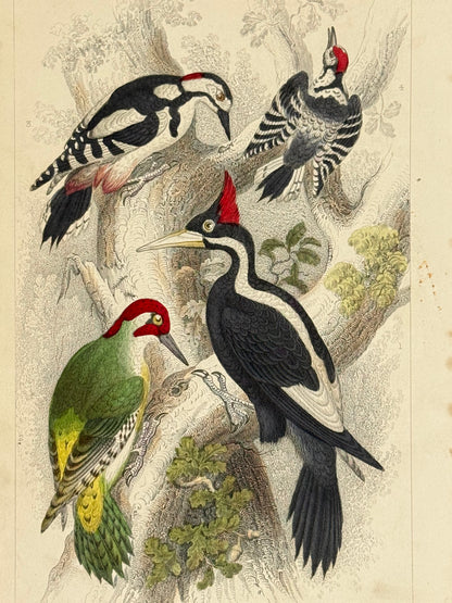 Plate 57 - Woodpeckers - Earth and Animated Nature by Oliver Goldsmith Engraving