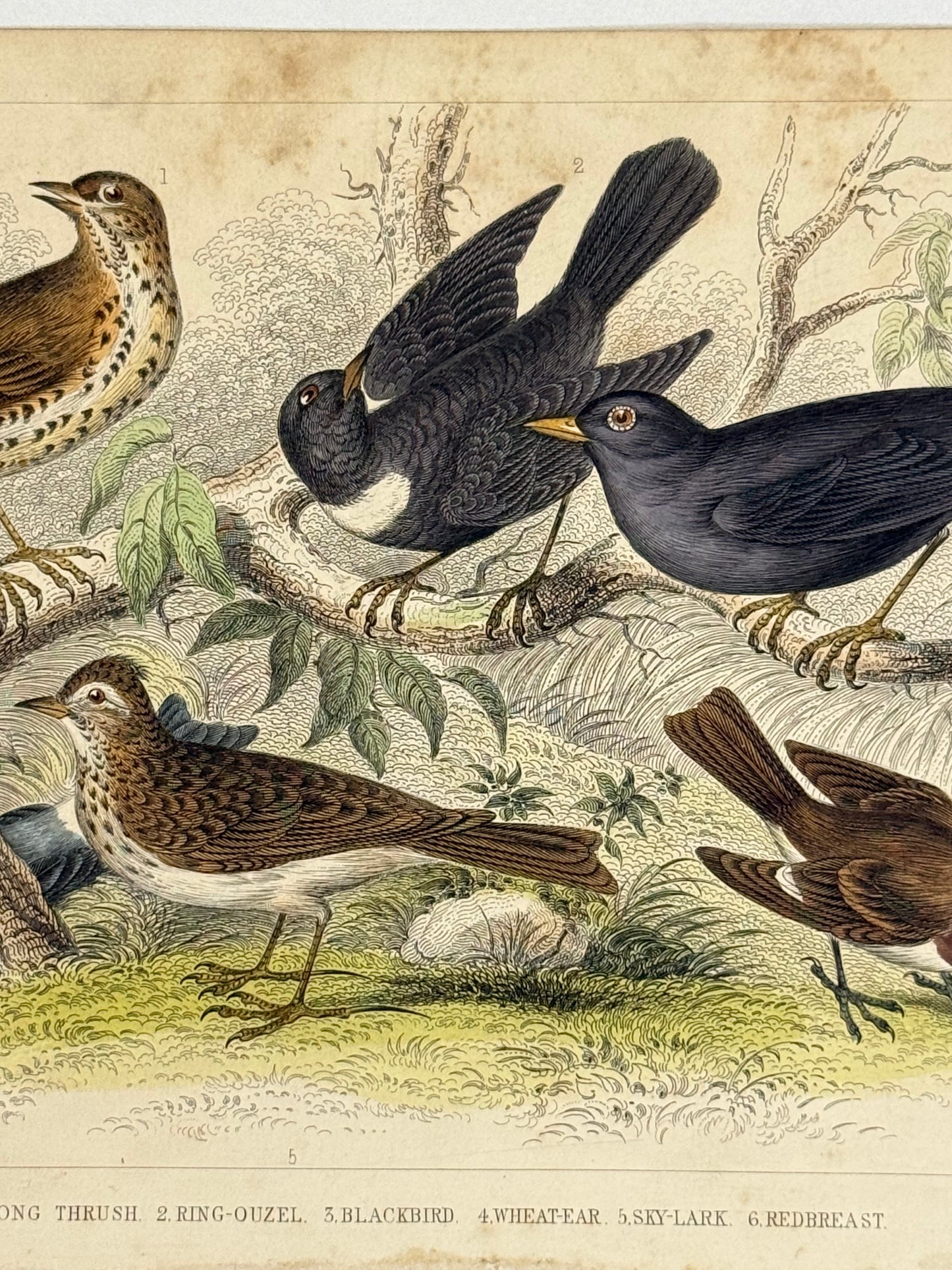 Plate 58 - Song Thrush, Blackbird, Sky Lark - Earth and Animated Nature by Oliver Goldsmith Engraving
