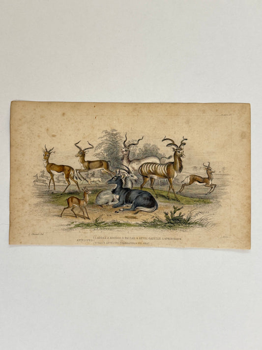 Plate 36 - Antelopes - Earth and Animated Nature by Oliver Goldsmith Engraving