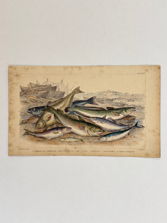 Plate 67 - Cod, Haddock, Mackerel - Earth and Animated Nature by Oliver Goldsmith Engraving