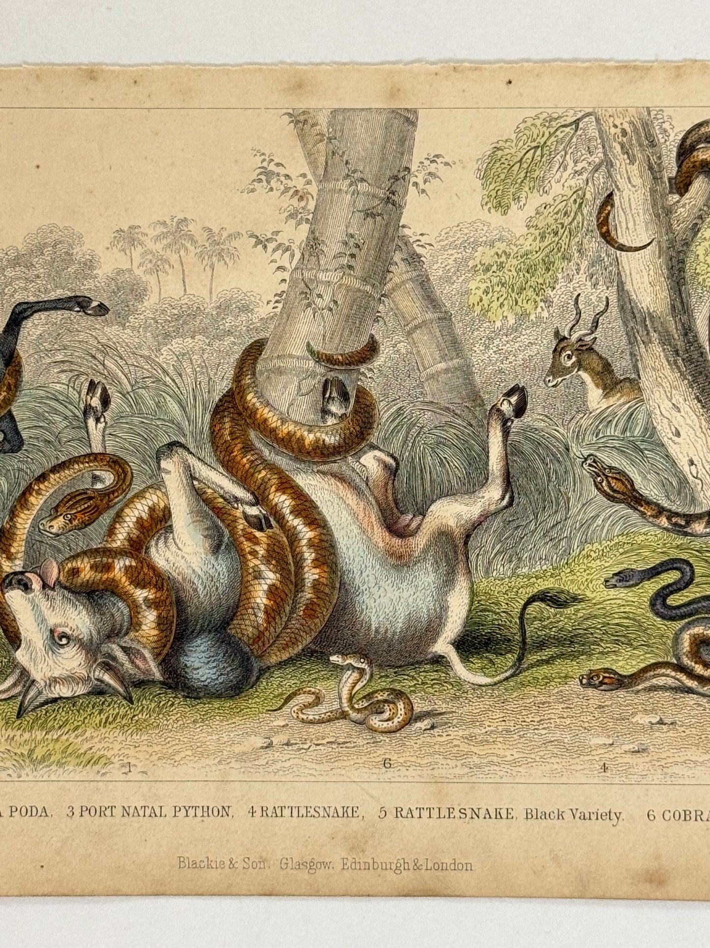 Plate 68 - Anaconda, Pedda Poda, Rattlesnake - Earth and Animated Nature by Oliver Goldsmith Engraving