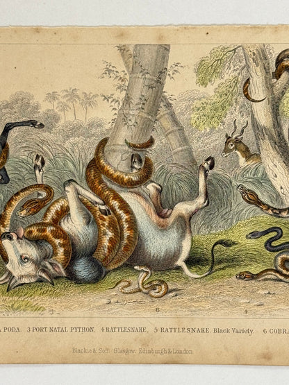 Plate 68 - Anaconda, Pedda Poda, Rattlesnake - Earth and Animated Nature by Oliver Goldsmith Engraving