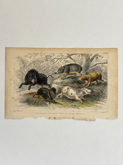 Plate 38 - Wild Boar, Peccary, Chinese Sow - Earth and Animated Nature by Oliver Goldsmith Engraving