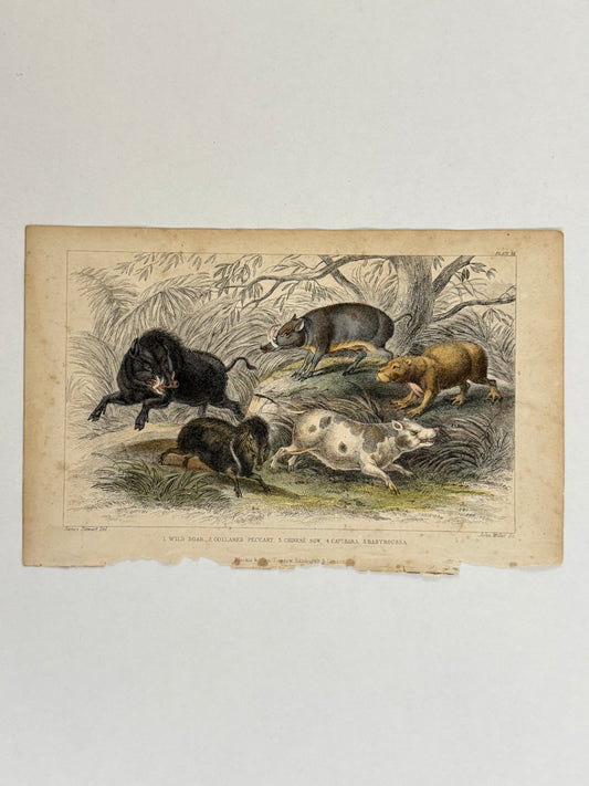 Plate 38 - Wild Boar, Peccary, Chinese Sow - Earth and Animated Nature by Oliver Goldsmith Engraving