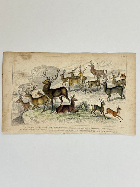 Plate 37 - Deer, Stag, Buck, Roe - Earth and Animated Nature by Oliver Goldsmith Engraving