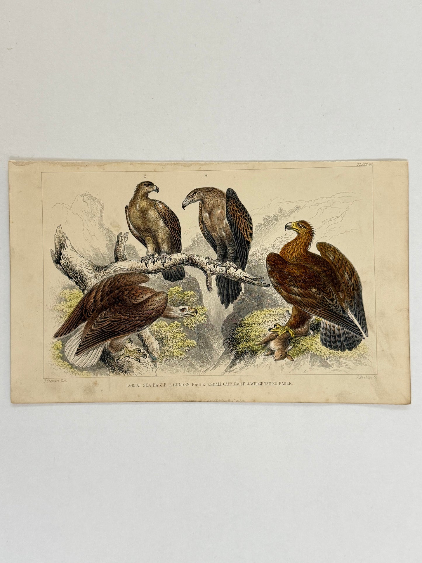 Plate 49 - Eagles - Earth and Animated Nature by Oliver Goldsmith Engraving