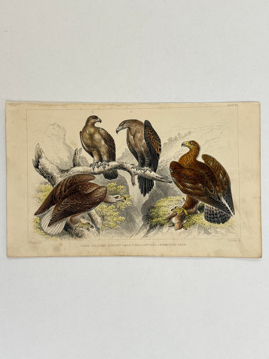 Plate 49 - Eagles - Earth and Animated Nature by Oliver Goldsmith Engraving