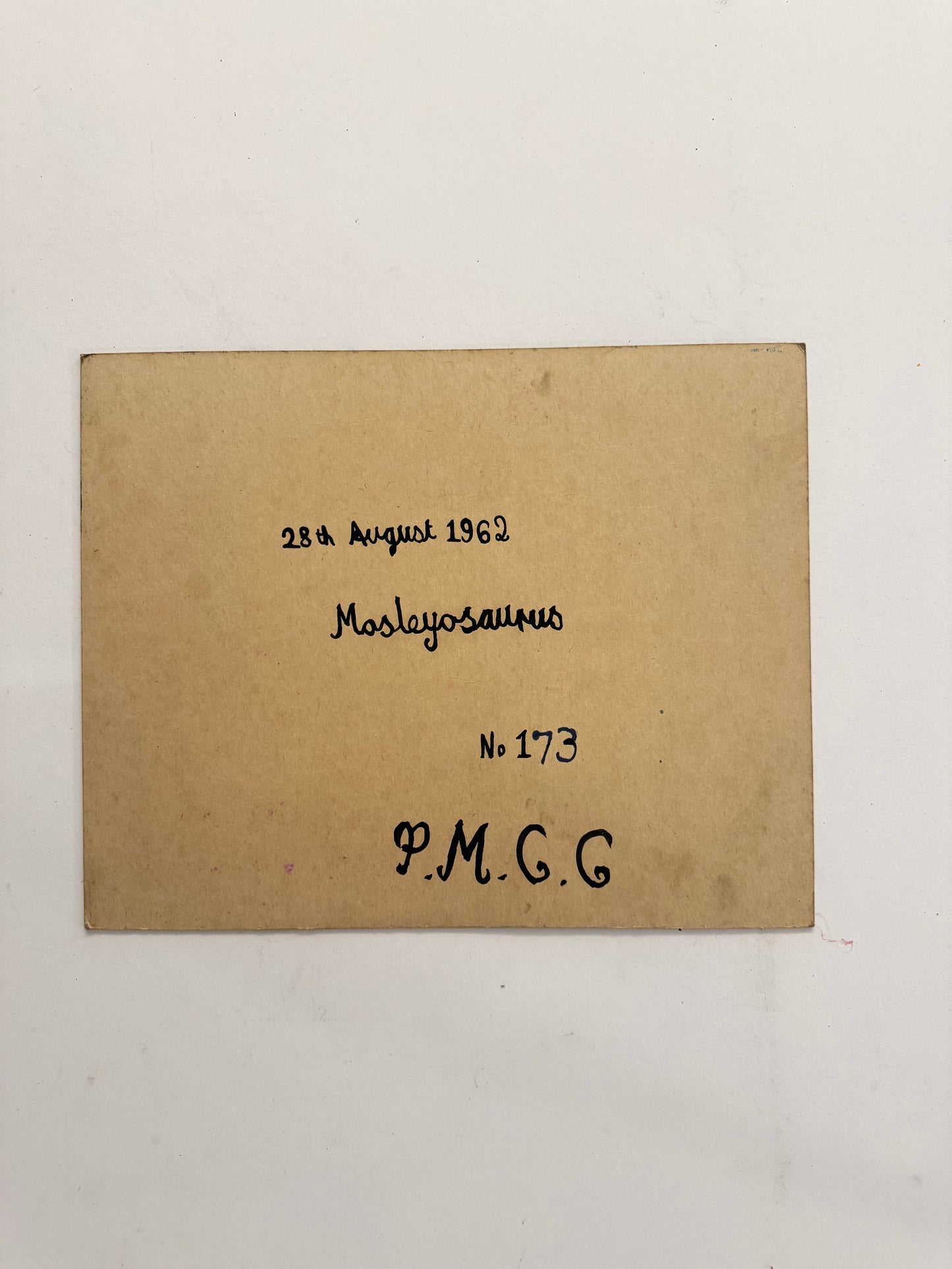 No. 173 Mosleyosaurus - PETER CROTTY, British | 1943-present
