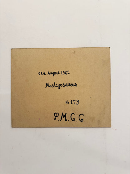 No. 173 Mosleyosaurus - PETER CROTTY, British | 1943-present