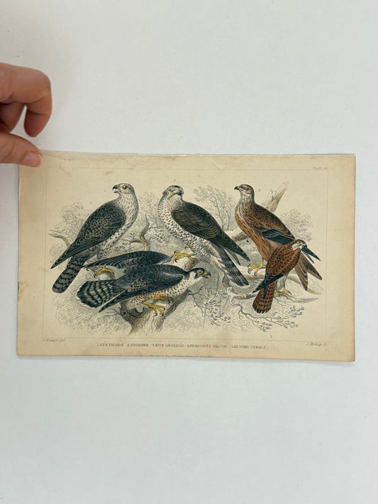Plate 52 - Falcons and Kestrel - Earth and Animated Nature by Oliver Goldsmith Engraving