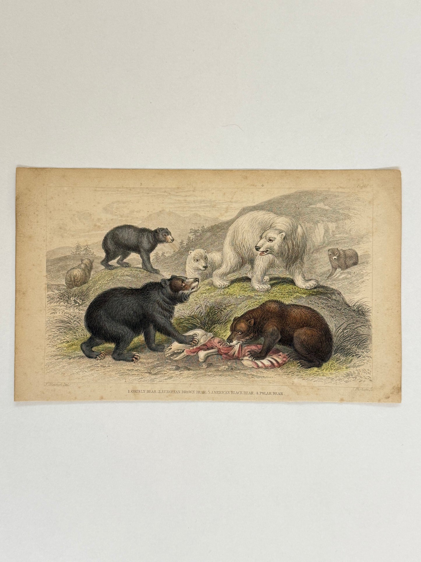 Plate 48 - Grisly Bear, European Brown Bear, Polar Bear - Earth and Animated Nature by Oliver Goldsmith Engraving