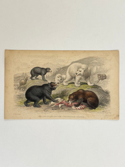 Plate 48 - Grisly Bear, European Brown Bear, Polar Bear - Earth and Animated Nature by Oliver Goldsmith Engraving