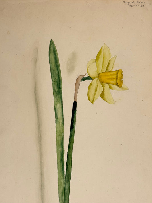 Daffodil -MARGARET LAMB | 1929